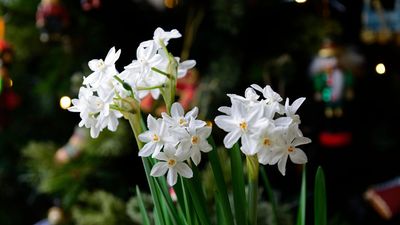 Now is the Perfect Time to Start Forcing Indoor Bulbs for a Festive Display – These 3 Can Be Grown in Water Alone