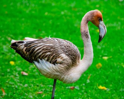 Frankie the flamingo missing after escaping from wildlife sanctuary in Cornwall