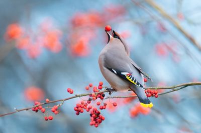 9 Shrubs With Berries Birds Rely on in Winter