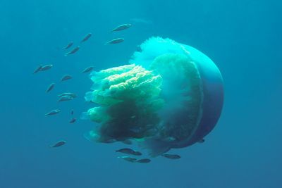 Giant frilly-mouthed jellyfish on the rise along British coastlines