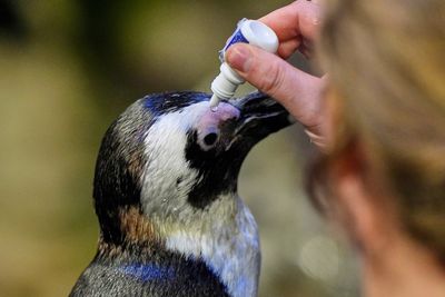 Penguins sent to live on ‘geriatric island’ as zoos and aquariums grapple with growing problem