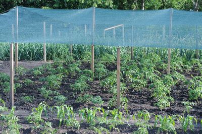 Why Garden Nets Stop More Than Pests in Fall