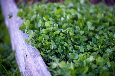 6 Crops to Protect With Row Covers in Fall