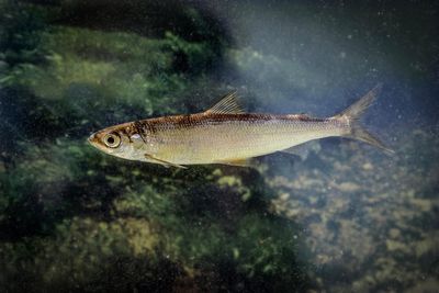 Rare Ice Age fish thriving in loch in southern Scotland