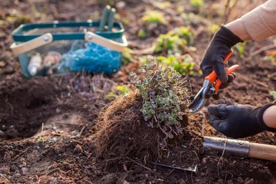 Why Root Pruning Is Easier in Cooler Weather