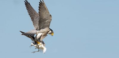 Why national parks and nature reserves don’t always safeguard ecosystems as expected