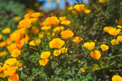 7 Flowers That Self-Seed and Return Next Spring