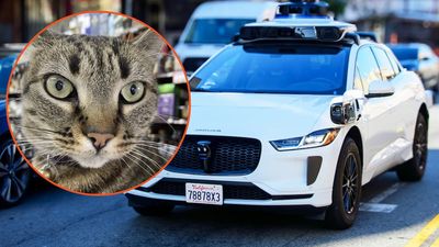 ‘He brought warmth, smiles, and comfort’: California neighborhood in mourning after local cat struck and killed by a Waymo robotaxi