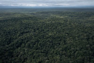 Away from Brazil’s ‘forest’ Cop30 – the fate of the Congo Rainforest hangs in the balance