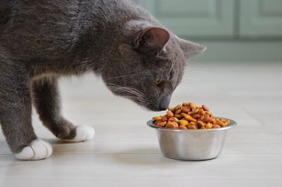 7 Pet Foods That Veterinarians Say Are a Complete Waste of Money