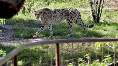 Rare African cheetah brothers arrive at UK’s Chester Zoo