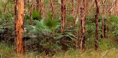 Cabbage tree palm: a sweet-leafed Australian native that waits 150 years to bloom