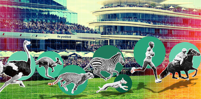 Could a cheetah win the Melbourne Cup?