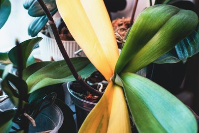 5 Quick Tips To Rescue Your Plants From Root Rot