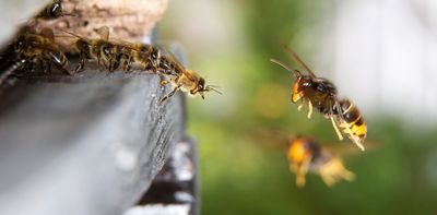 A deadly European hornet has reached NZ – we can all help stop its spread