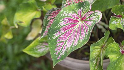 Early November Is Your Last Chance to Overwinter Caladiums – Here's What to Do With Your Tropical Bulbs to Store Them Properly