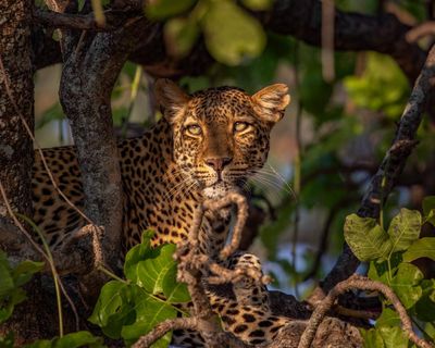 BBC’s Kingdom series gets viewers ‘into the action’ with TV drama techniques