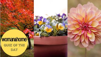 Prepare for a blooming good time with our autumn plants and flowers picture quiz