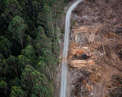‘Serious gaps’ in Labor’s environment laws undermine attempt to fix broken system, integrity experts say