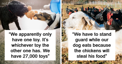 “Only Has One Functioning Brain Cell”: 93 People With Multiple Pets Share Their Funniest Feuds