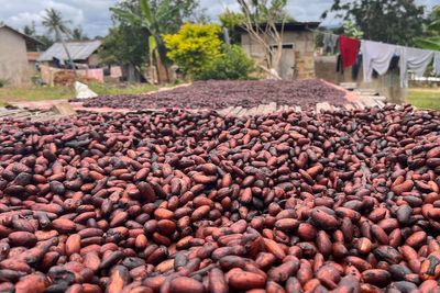 Engineering climate may not be enough to save coffee, chocolate and wine – study