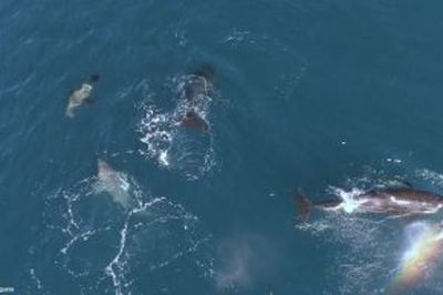 Orcas spotted brutally attacking young sharks in feeding ritual