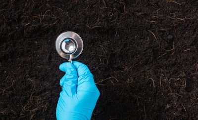 12 Soil Problems Fixed Best in Autumn