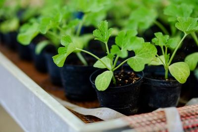 8 Seedlings That Transplant Better in Cool Weather