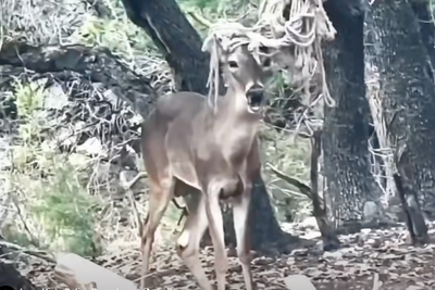 ‘Emo deer’ is spotted in rural Texas, officials say he’s ‘totally fine’