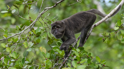 What any other mother would do to protect her children.’ Mississippi mother blasts escaped research monkey from 60 feet away