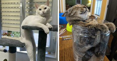 46 Cats Caught In The Act Of Defying Physics And Turning Into Puddles Of Fluff