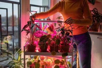 Top 6 Affordable Grow Lights for Thriving Indoor Plants