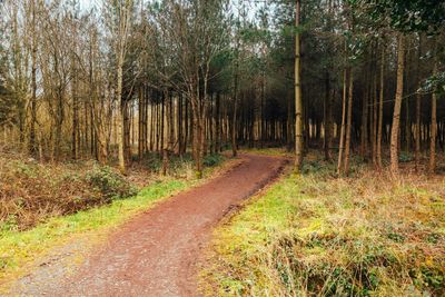 New national forest confirmed for Oxford-Cambridge corridor