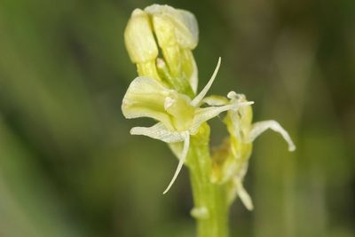 ‘Beautiful yet mercurial’ fen orchid brought back from brink of extinction