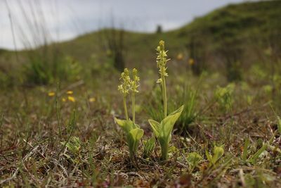 Fen orchid brought back from brink of extinction. Experts warn of ‘stark picture’ for Britain’s plants