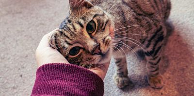 Do you speak cat? Take this quiz to find out