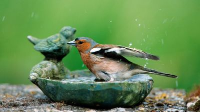 Never use bleach in your birdbath — this cheap pantry staple is safer and more effective
