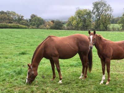 Country diary: The strange familiarity of moving a mile away