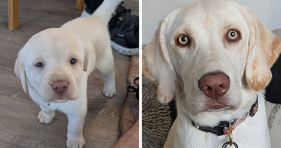 From Tiny Fluffballs To Full-Grown Mischief: 33 Pets Then And Now