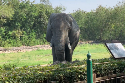 India’s loneliest elephant died of rare virus after decades of isolation in zoo
