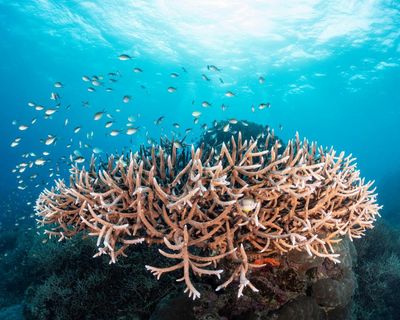 ‘Grim future’ for Great Barrier Reef unless global heating kept to 2C, study finds