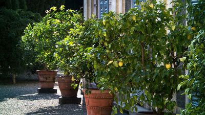 November is The Final Chance To Overwinter Citrus Trees – Don't Forget to Move Containers so Your Tender Fruits Survive the Cold