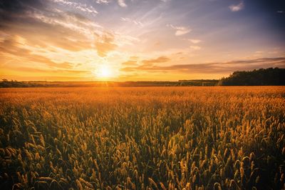 Why Shorter Days Mean Bigger Root Crops