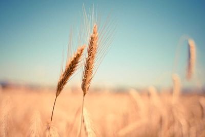 Wheat Slipping Back on Wednesday Morning