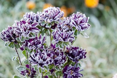 Why Frost Blankets Are Worth the Investment