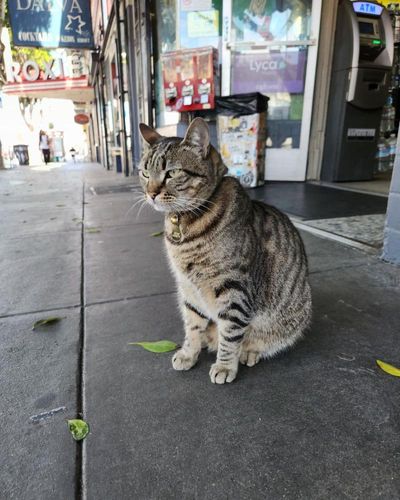 Death of beloved neighborhood cat sparks outrage against robotaxis in San Francisco