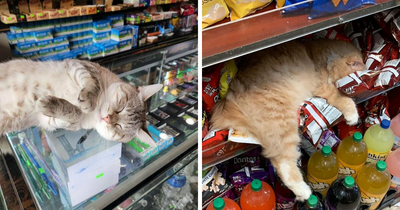 40 Insanely Cute Cats Spotted Living Their Best Lives In Random Shops