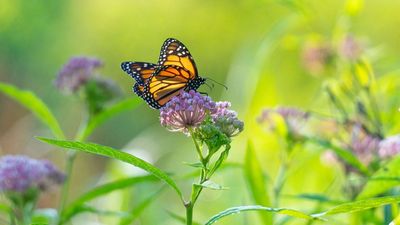 Late Fall is a Perfect Time to Sow This Pollinator-Friendly Perennial – Here's How to Plant Milkweed Seeds
