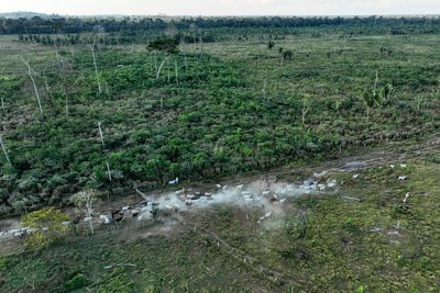 Interpol announces a new global fight against illegal deforestation