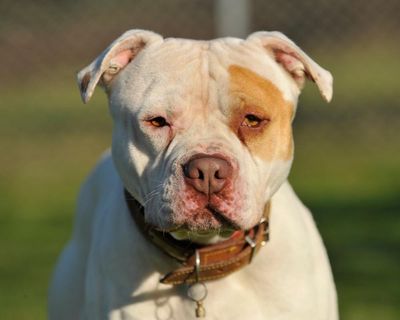 Nine-month-old baby killed by XL bully, Gwent police confirm